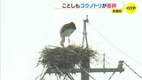 ことしもコウノトリが産卵　ひな誕生へ「マイホーム」づくりいそしむ　保全団体は「マナー守って待って」 広島･世羅町　|　RCC NEWS | 広島ニュース | RCC中国放送