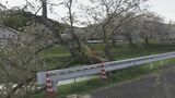 強風の影響か？ 2つに割れた幹　 川沿いに植えられた桜の木が折れた　市内では前日夜から強風注意報|TBS NEWS DIG