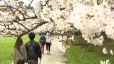 1万本の桜が見頃 北上市の展勝地9日からさくらまつり|TBS NEWS DIG