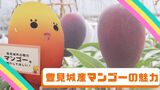 今が旬!豊見城産マンゴーの魅力を深掘り|TBS NEWS DIG