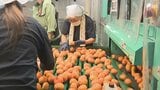 「糖度、酸度ともに食べやすい味」ハウスミカンの出荷始まる AI活用し選別、箱詰め＝JAとぴあ浜松　|　静岡のニュース | SBSNEWS | 静岡放送