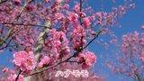 400本のハナモモが見頃迎える 談合坂SA近くの公園 4月中旬まで 山梨 | 山梨のニュース | UTYテレビ山梨