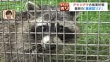 拡大するアライグマの食害 器用で知能も高いが捕獲しやすい習性も…最新の巣箱型ワナ『らく~んキャッチャー』エサ不要で“好奇心”で入って来る | 北海道のニュース|HBC北海道放送