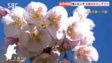 信州にも桜の便り…南部の天龍村・JR飯田線伊那小沢駅でカンザクラが満開に、メジロとの共演も　|　SBC NEWS | 長野のニュース | SBC信越放送