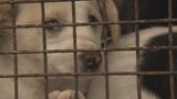 犬の殺処分数が「人口比で全国最悪」だった沖縄 2年連続で「ガス室を使用した犬の殺処分数ゼロ」に 命をつなぐ現場を取材|TBS NEWS DIG