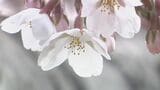 函館市で桜が開花 観測史上2番目の早さ【五稜郭公園】気象台職員が標本木のソメイヨシノで5輪以上の開花を観測|TBS NEWS DIG