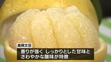 "香りよし、食感よし"「高岡文旦」の初競り　最高値は1箱6玉入りで4000円　|　MRTニュース ｜ ＭＲＴ宮崎放送