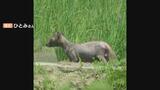 富山に“謎の生物”ハイエナ?実は病気になった“あの動物”「人にもうつる可能性。近づかないで」|TBS NEWS DIG