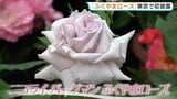 「ばらのまち福山をPR！」東京初披露！デンマーク出身のフラワーアーティストとのコラボで誕生のバラ　|　RCC NEWS | 広島ニュース | RCC中国放送
