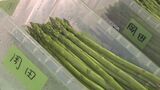 春の訪れ 旬のアスパラガス 山口県内最大の産地から本格出荷|TBS NEWS DIG