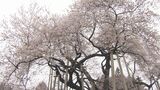 みちのくの『春告げ桜』戸津辺の桜は早くも満開 福島・矢祭町 | 福島のニュース│TUF