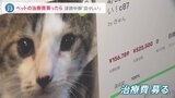 「詐欺まがい」猫の治療費をクラファンで募っただけで・・・ネット上での誹謗中傷に侮辱罪厳罰化で木村花さん母「ここがスタート」|TBS NEWS DIG