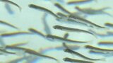岩手県内の秋サケ回帰数 過去最低の厳しい予想 海水温上昇で稚魚育たず|TBS NEWS DIG