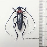 特定外来生物「クビアカツヤカミキリ」 長野市で成虫を初確認 サクラやモモなどの樹木に幼虫が入り込んで内部を食い荒らす これまでに佐久・東御など6市町で確認 | SBC NEWS | 長野のニュース | SBC信越放送