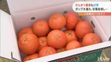 “最強寒波”でかんきつ農家も対策ポンプ水漏れ、収穫前倒し… | 愛媛のニュース - Nスタえひめ|あいテレビは6チャンネル