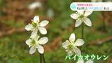 花言葉は「情熱」牧野富太郎博士が愛した春を告げる花“バイカオウレン”を楽しむ | 高知のニュース・天気|KUTV NEWS | KUTVテレビ高知