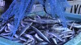 2024年の岩手県内のサンマの水揚げ量 2023年を上回り、2019年以降最高を記録|TBS NEWS DIG