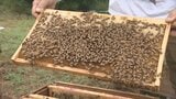 「養蜂家を廃業する方が出る可能性が0ではない」　猛暑の影響でミツバチの飼育環境が厳しく　山梨|TBS NEWS DIG