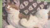 うちの子のここが可愛い!譲渡されたネコたちの日常切り取った「猫日和写真展」 仙台 | 宮城のニュース│tbc NEWS│tbc東北放送