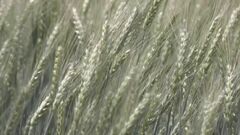 輸入小麦の売り渡し価格 10月から1.8％引き下げ　農水省| TBS CROSS DIG with Bloomberg