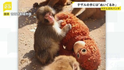 ぬいぐるみがお母さん”の子ザル、パンチ君がSNSで話題「＃がんばれ
