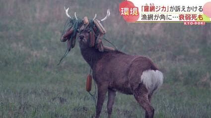 漁網が角にからまり衰弱死するシカも…「羅網ジカ」を未然に防ぐため