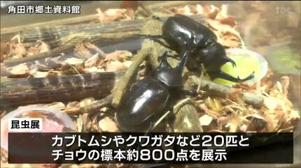 世界最大のカブトムシ「ヘラクレスオオカブト」も 珍しい昆虫一堂に