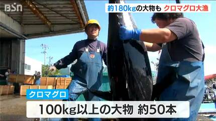 クロマグロ大漁！ 100kg超が50本 中には180kgの“大物”も…「網がやられ