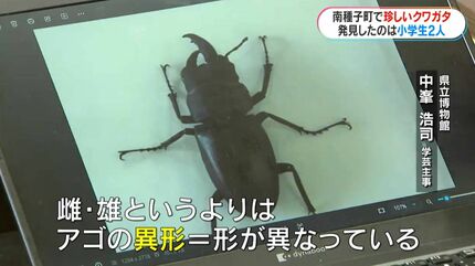 左がメス？右がオス？種子島で珍しいクワガタを小学生が発見「育てれば