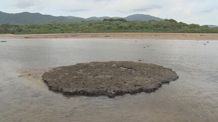 沖縄で過去にマグニチュード9クラスの地震 化石サンゴが現代に伝える