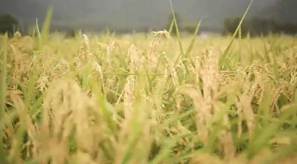 酒米確保の見通し立たず…食用米の不足・高騰が日本酒造りに影響「酒蔵は三重苦の状況」　酒米を作っていた農家が食用米に転換するケースも　長野|TBS NEWS DIG