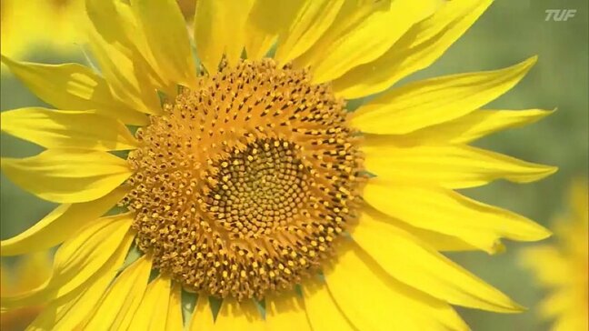 暑さに負けず…7万本のヒマワリ見頃、迷路も 猪苗代ハーブ園 福島・猪苗代町|TBS NEWS DIG