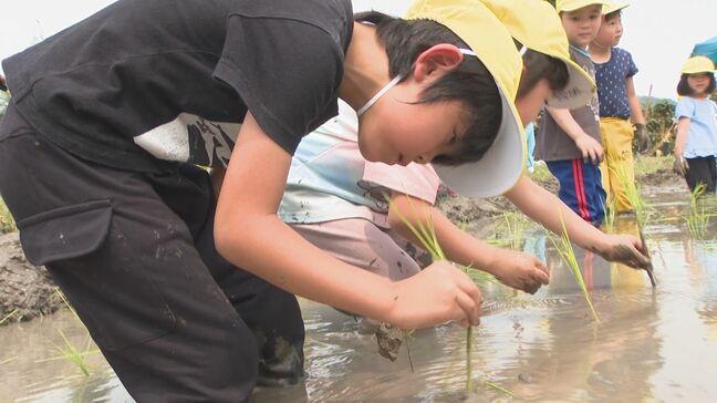 幼稚園児が田植え体験　お米の大切さ学ぶ　大分|TBS NEWS DIG
