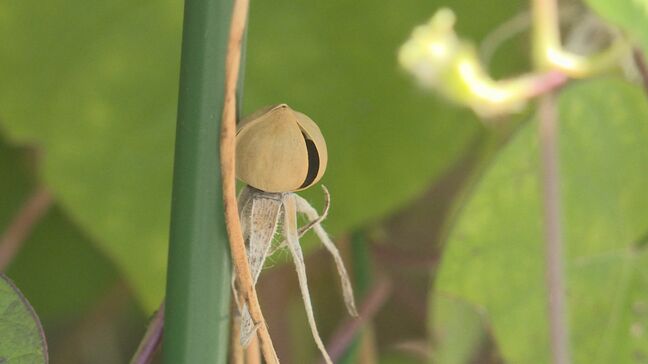 交通安全の願いを込め　アサガオの種を園児が収穫|TBS NEWS DIG
