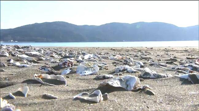 「結構使える用途があると思う」海岸に漂着したカキ殻10.5t 肥料から陶器まで資源の有効利用目指し県が無償配布 宮城・石巻市|TBS NEWS DIG