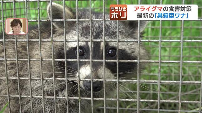 拡大するアライグマの食害　器用で知能も高いが捕獲しやすい習性も…最新の巣箱型ワナ『らく～んキャッチャー』エサ不要で“好奇心”で入って来る|TBS NEWS DIG