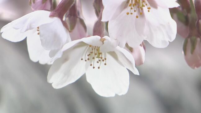 函館市で桜が開花 観測史上2番目の早さ【五稜郭公園】気象台職員が標本木のソメイヨシノで5輪以上の開花を観測|TBS NEWS DIG
