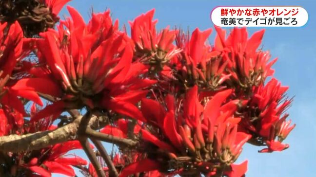 奄美大島でデイゴ見ごろ 赤やオレンジの花が色鮮やかに 鹿児島・瀬戸内町|TBS NEWS DIG