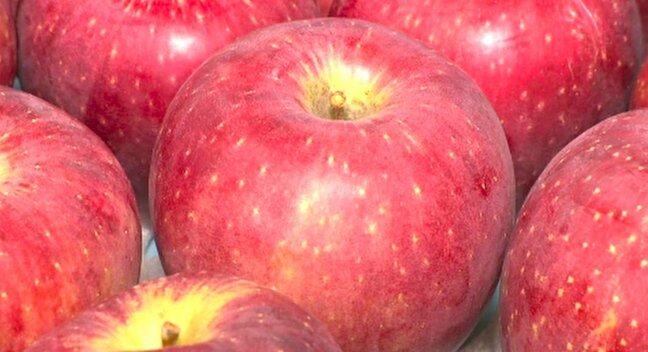 石川県産オリジナル品種のリンゴ「秋星」今季初出荷！品種登録20周年、濃厚な甘みと爽やかな酸味が特徴 |TBS NEWS DIG