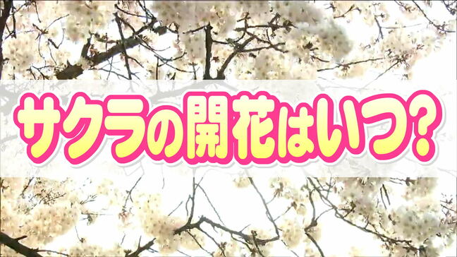 【独自サクラ開花予想】仙台のサクラ開花日はいつ　去年は観測史上1位の早さ今年は？カギは「休眠打破」と「3月の気温」tbc気象台|TBS NEWS DIG