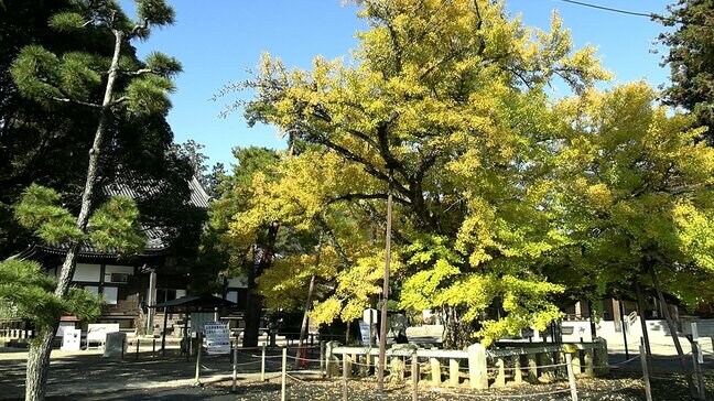【紅葉】「黄金が極楽？！」法然上人が植えたと伝えられる「逆木のイチョウ」が見ごろ【岡山】|TBS NEWS DIG