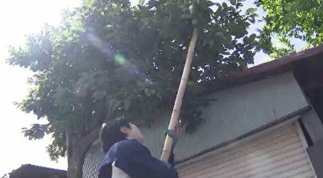 高校生が「サル柿合戦」！？食べごろになる前にカキを採り、サルの出没を未然に防ぐ…長野・富士見町の住宅街の民家庭先「少しでもサルによる食害が減れば…」|TBS NEWS DIG
