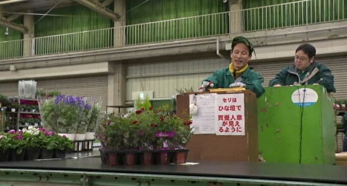 門松、コチョウラン…正月、贈答用の一堂に集め鉢物大市|TBS NEWS DIG