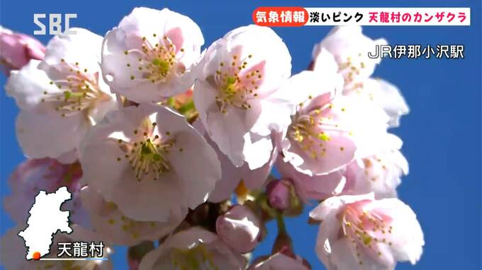 信州にも桜の便り…南部の天龍村・JR飯田線伊那小沢駅でカンザクラが満開に、メジロとの共演も　|　SBC NEWS | 長野のニュース | SBC信越放送