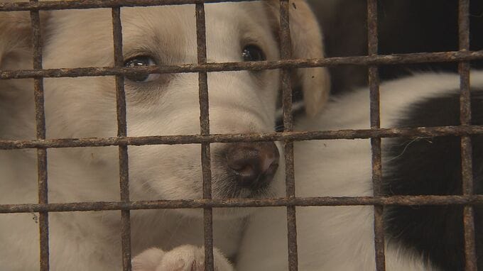 犬の殺処分数が「人口比で全国最悪」だった沖縄　2年連続で「ガス室を使用した犬の殺処分数ゼロ」に　命をつなぐ現場を取材|TBS NEWS DIG