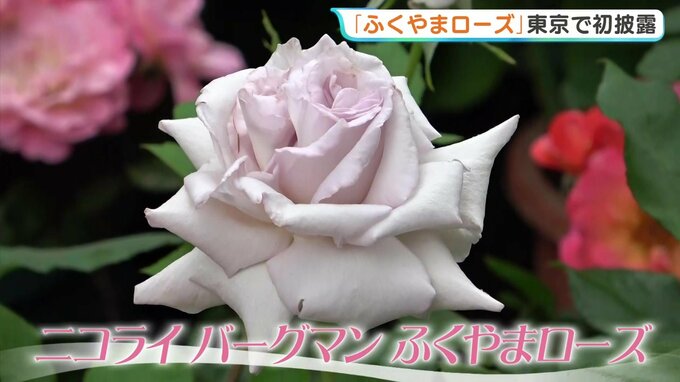 「ばらのまち福山をPR！」東京初披露！デンマーク出身のフラワーアーティストとのコラボで誕生のバラ　|　RCC NEWS | 広島ニュース | RCC中国放送