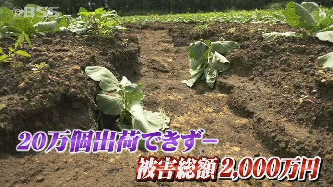 猛暑に大雨…キャベツ20万個が出荷できず　トウモロコシは…持ちこたえた！　|　BSSニュース | BSS山陰放送