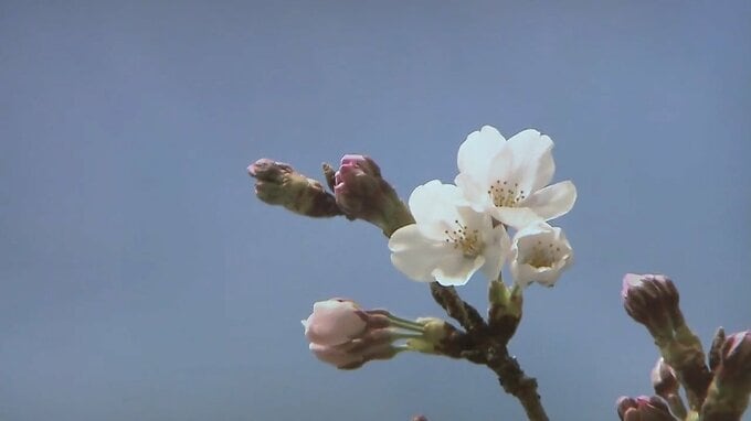 「まずは一安心」ソメイヨシノの開花を宣言　平年より8日早く　いわき市小名浜|TBS NEWS DIG