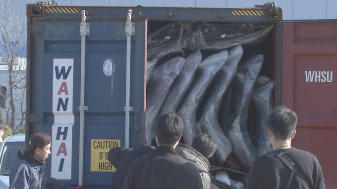 横浜港へ運び込まれたコンテナを家宅捜索 「ランクル」など盗難車9台分見つかる コンテナは船に積み込まれる3時間前に発見 警視庁など|TBS NEWS DIG