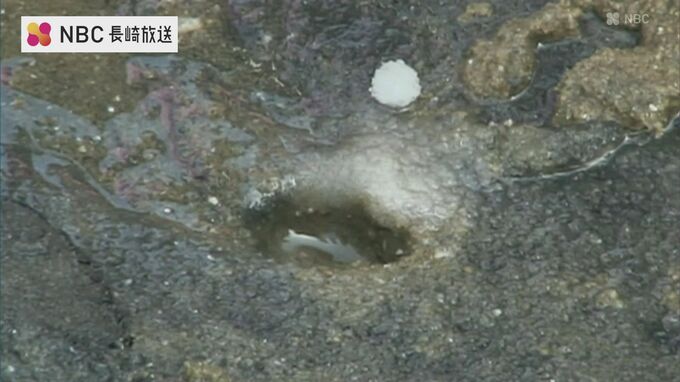 穴に塩を入れると・・・　海岸でマテ貝採り教室　五島久賀島　|　長崎のニュース | 天気 | NBC長崎放送